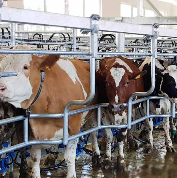 Milking Center Excel Dairy Service