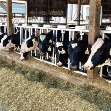 Cow and Calf Comfort – Excel Dairy Service